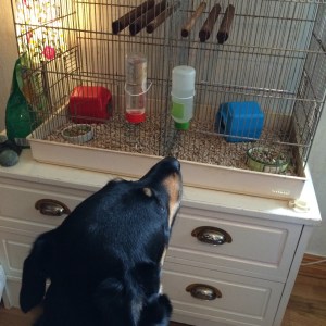 Selma fick ny sysselsättning! Hon kan sitta och titta på dem länge! Framför allt när de är ute :)